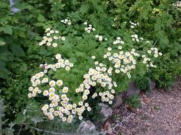 Image result for Tanacetum parthenium