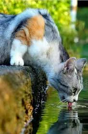 Funny Kitty Cute Cats And Kittens Cute Cats Beautiful Cats