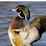 Ducks Unlimited: Mad River DU Sportman's Night Out