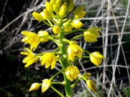 Image result for Euryops subcarnosus