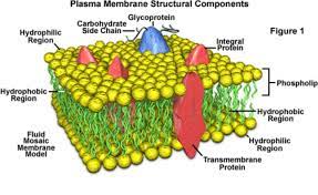 Cell Membrane A Phospholipid Layer That Covers A Cells Surface And Acts As A Barrier Between The Inside Of A Eukaryotic Cell Plasma Membrane Membrane Structure