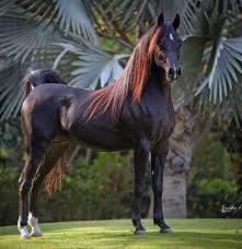 Egyptian Top Horse Top Horses تويتر Beautiful Arabian Horses Horses Horse Breeds