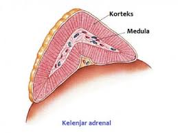 We did not find results for: Korteks Adrenal Pengertian Hormon Dan Fungsinya Penjelasan Materi Lengkap Hisham Id