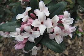 Prefers partial shade, eastern exposure uses: Pleasing Perennials For The Canberra Climate Canberra Citynews