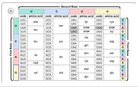 10 Use The Chart Below To Determine The Amino Acid Sequence