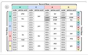 10 use the chart below to determine the amino acid sequence