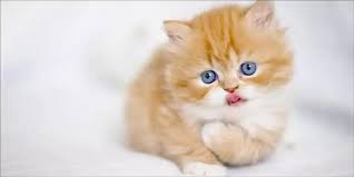 Maybe you would like to learn more about one of these? 4817 Nama Kucing Paling Lucu Dan Mudah Diingat 2021