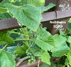 Image result for Vitaceae