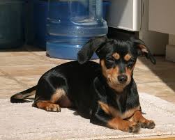 Chihuahua mixes give rise to names like cockapoochi and pithuahua. Lost Dog Chihuahua Dachshund Mix In Carthage Pets Thepilot Com