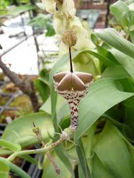 Image result for Ceropegia haygarthii