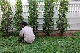 Use small and dwarf trees to add a point of interest, shade a patio, or enhance an entryway. Using Small Trees For Landscaping Advanced Tree Shrub Care Inc