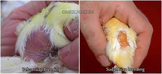 Mengenali Kondisi Siap Breeding Pada Kenari Om Kicau