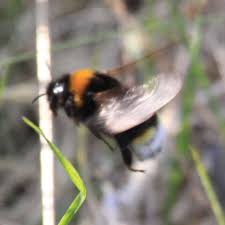 Image result for Bombus vestalis