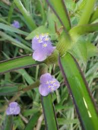 Image result for Cyanotis axillaris