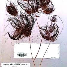 Image result for Eleocharis confervoides