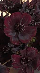 Pin On Wedding Flowers