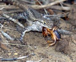 Use of cardboard and bowl: Lizards In Your Yard Are A Good Thing Orange County Register