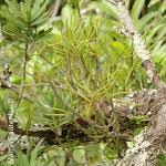 Image result for Tridactyle filifolia