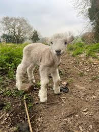 Florence Beasley (@Flossiebeasley)