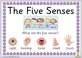Free 5 Senses Cliparts Download Free Clip Art Free Clip