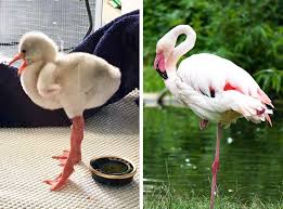 Animals Look Like Their Parents - Quiz, Trivia & Questions