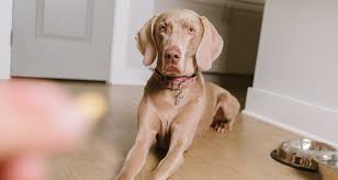 Jumping right in with prednisone can take options off the table. Side Effects Of Steroids In Dogs Trudell Animal Health