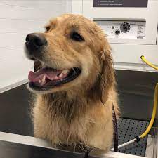 Swallowed air from eating too quickly can also cause gassiness. Don T Forget We Have A Self Dog Wash St Thomas Petsmart Facebook
