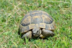 Schildkröten sind wechselwarme tiere und benötigen wärme, um aktiv zu sein. Krankheiten Von Landschildkroten Symptome Ursachen Und Sofortmassnahmen Haustier Blog