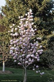 Magnolia Heaven Scent Vegetable Garden Design Garden Design Azalea Shrub