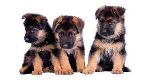 Intelligent as it is versatile, this breed was originally developed in germany to guard and herd a. German Shepherd Names Over 200 Great Ideas For Boy And Girl Dogs