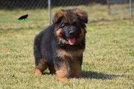 Maybe you would like to learn more about one of these? High Quality Long Haired German Shepherd Puppy For Sale In Serbia Pwg Petworldglobal Com