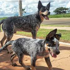 It has either brown or black hair distributed fairly evenly through a white coat, which gives the appearance of a red or blue dog. El Pastor Ganadero Australiano Es Un Cooproleche R L Facebook