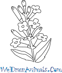 Lavender plants are best propagated by either softwood cuttings (the soft, flexible tips of shoots) or hardwood cuttings (segments of shoots with woody stems). How To Draw A Lavender Flower