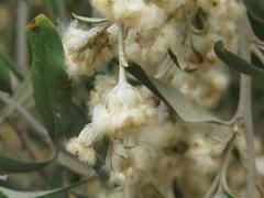 Image result for Tarchonanthus camphoratus