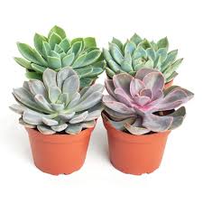 Home Botanicals 4 In Rosette Succulent Collection Succulent Collection Of 4 R4 4 The Home Depot Succulents Plants Succulents Garden