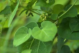 Image result for Cynanchum ledermannii