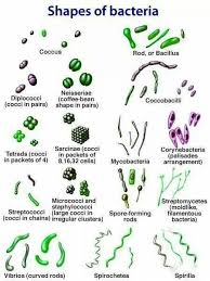 Microbiology Microbiology Medical Laboratory Medical Laboratory Science