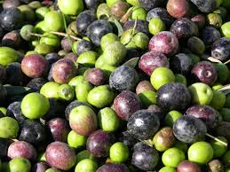 Hasil gambar untuk Olive