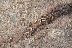 There are a few methods of treatment, including drain gels, growth regulators and insect growth regulator aerosols. Do You Have Basement Bugs Terminix