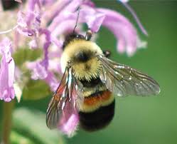 Image result for Buchnera affinis