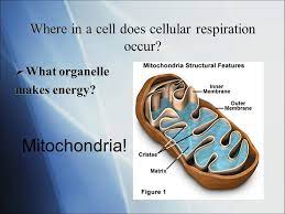 What organelle does photosynthesis and cellular respiration occur in? Cellular Respiration Cellular Respiration What Does It Do Uses Glucose To Create Atp How Do Plants Get Glucose Make It Themselves Autotroph How Ppt Download