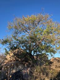 Image result for Philenoptera bussei