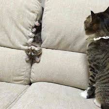 Cats Smooshing Into Sofas Video Kalinka Alyona Petrovska Seltsame Katzen Katzen Bezaubernde Katzchen