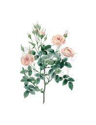 Rose Clipart Flower Vintage Rose Png Clip Art Floral Png Flower Illustration Vintage Flowers Wallpaper Free Flower Clipart