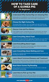 Pin On Guinea Pig Care