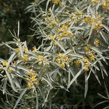 Elaeagnus Angustifolia Russian Olive Zone 2 15 20 High And Wide Russian Olive Tree Olive Tree Garden Shrubs