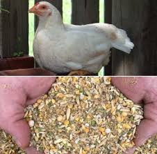 Download Layer Poultry Feed Formulation In India A Full Guide Agri Farming