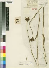 Image result for Platycoryne buchananiana