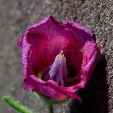 Image result for Hermannia kirkii