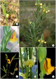 Image result for Zornia setosa